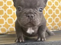 Chocolate Standard aka Milo, a male French Bulldog for sale in Virginia Beach, VA – Photo 2 of 4
