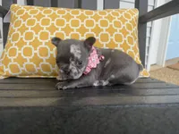 Chi-Chi, a female French Bulldog for sale in Virginia Beach, VA – Photo 2 of 3