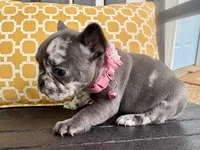 Merle Girl aka Luna, a female French Bulldog for sale in Virginia Beach, VA – Photo 2 of 6