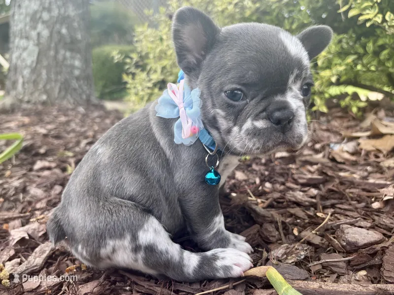 Merle Girl aka Luna – French Bulldog puppy for sale in Virginia Beach, VA
