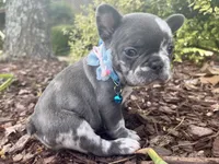 Merle Girl aka Luna, a female French Bulldog for sale in Virginia Beach, VA – Photo 1 of 6