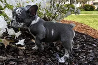 Merle Girl aka Luna, a female French Bulldog for sale in Virginia Beach, VA – 3 of 8
