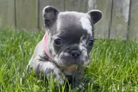 Chi-Chi, a female French Bulldog for sale in Virginia Beach, VA – Photo 1 of 3