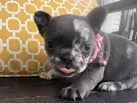 Merle Girl aka Luna, a female French Bulldog for sale in Virginia Beach, VA – Photo 3 of 6