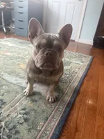 Bella, a female French Bulldog for sale in Virginia Beach, VA – 2 of 3