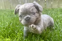 Visual Fluffy male aka Charlie, a male French Bulldog for sale in Virginia Beach, VA – 6 of 10
