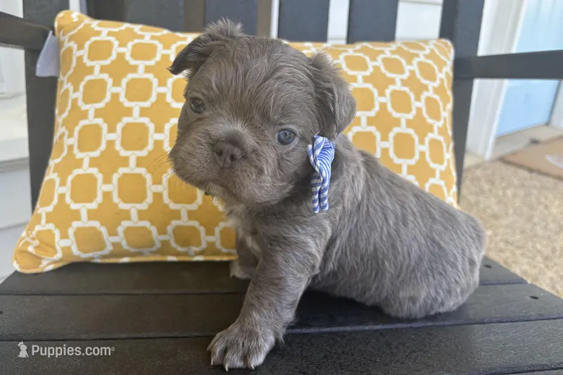 Charlie – French Bulldog puppy for sale in Virginia Beach, VA