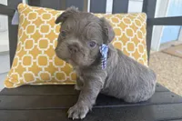 Charlie, a male French Bulldog for sale in Virginia Beach, VA – Photo 1 of 6