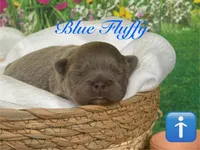 Goku, a male French Bulldog for sale in Virginia Beach, VA – Photo 2 of 4