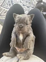 Goku, a male French Bulldog for sale in Virginia Beach, VA – Photo 3 of 4