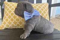 Charlie, a male French Bulldog for sale in Virginia Beach, VA – Photo 2 of 6