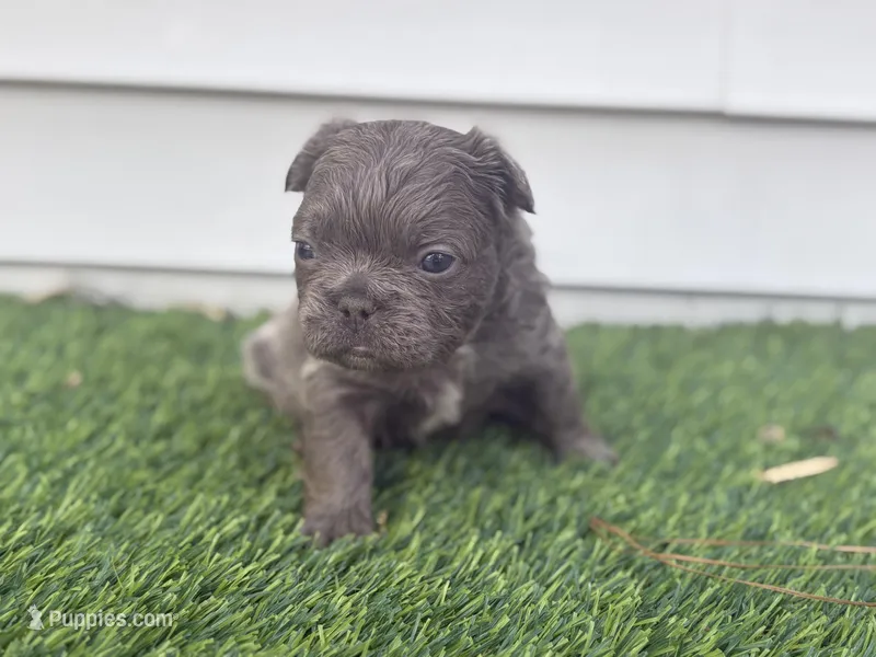 Goku – French Bulldog puppy for sale in Virginia Beach, VA