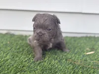 Goku, a male French Bulldog for sale in Virginia Beach, VA – Photo 1 of 4