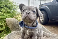 Visual Fluffy male aka Charlie, a male French Bulldog for sale in Virginia Beach, VA – 4 of 10