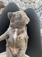 Goku, a male French Bulldog for sale in Virginia Beach, VA – Photo 4 of 4