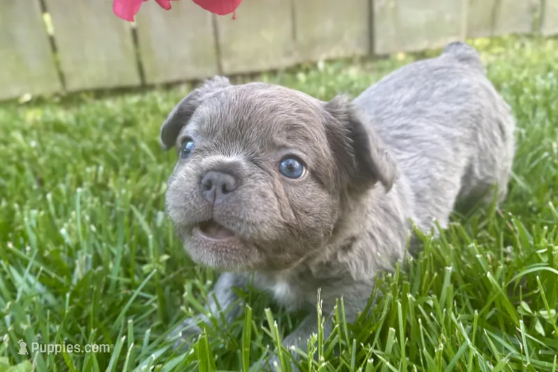 Visual Fluffy male aka Charlie – French Bulldog puppy for sale in Virginia Beach, VA