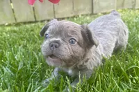 Visual Fluffy male aka Charlie, a male French Bulldog for sale in Virginia Beach, VA – 7 of 10