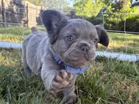 Visual Fluffy male aka Charlie, a male French Bulldog for sale in Virginia Beach, VA – 2 of 10