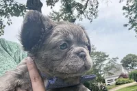 Visual Fluffy male aka Charlie, a male French Bulldog for sale in Virginia Beach, VA – 5 of 10