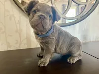 Visual Fluffy male aka Charlie, a male French Bulldog for sale in Virginia Beach, VA – 3 of 10