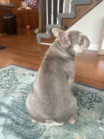 Bella, a female French Bulldog for sale in Virginia Beach, VA – 3 of 3