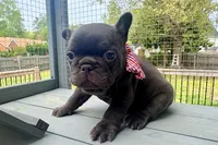 Teddy Bear, a male French Bulldog for sale in Virginia Beach, VA – Photo 2 of 7