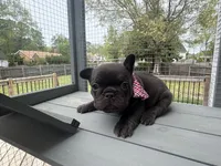 Teddy Bear, a male French Bulldog for sale in Virginia Beach, VA – Photo 4 of 7