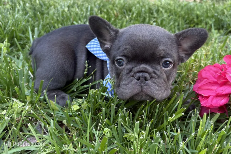 Chocolate Standard aka Cooper – French Bulldog puppy on hold in Virginia Beach, VA