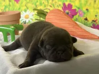 Teddy Bear, a male French Bulldog for sale in Virginia Beach, VA – Photo 7 of 7