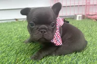 Teddy Bear, a male French Bulldog for sale in Virginia Beach, VA – Photo 1 of 7