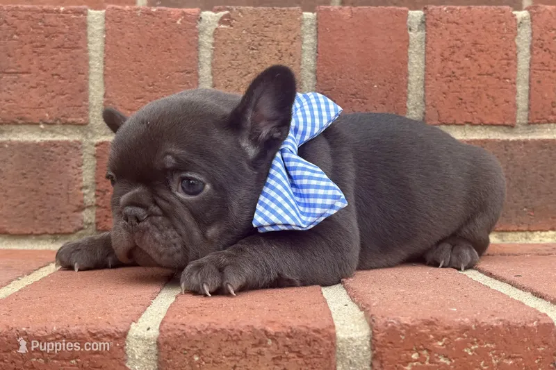 Chocolate Standard aka Cooper – French Bulldog puppy for sale in Virginia Beach, VA