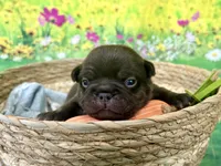 Teddy Bear, a male French Bulldog for sale in Virginia Beach, VA – Photo 5 of 7