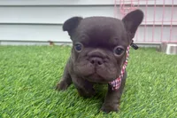 Teddy Bear, a male French Bulldog for sale in Virginia Beach, VA – Photo 3 of 7