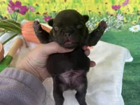 Teddy Bear, a male French Bulldog for sale in Virginia Beach, VA – Photo 6 of 7