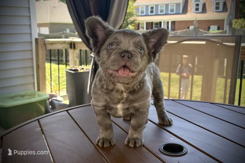 Visual Fluffy male aka Charlie – French Bulldog puppy on hold in Virginia Beach, VA