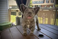 Visual Fluffy male aka Charlie, a male French Bulldog for sale in Virginia Beach, VA – 1 of 10