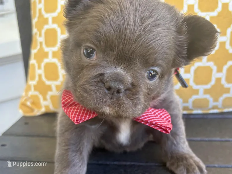 Max – French Bulldog puppy for sale in Virginia Beach, VA