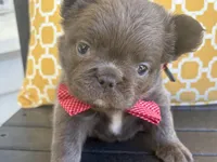 Max, a male French Bulldog for sale in Virginia Beach, VA – Photo 1 of 5