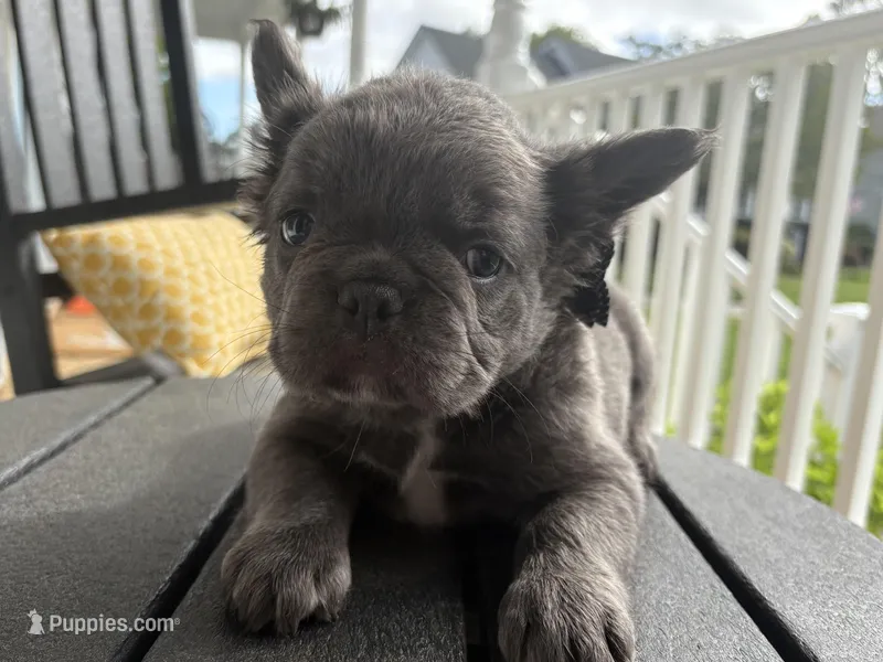 Visual Fluffy aka Max – French Bulldog puppy for sale in Virginia Beach, VA