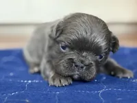 Vegeta, a male French Bulldog for sale in Virginia Beach, VA – Photo 3 of 3