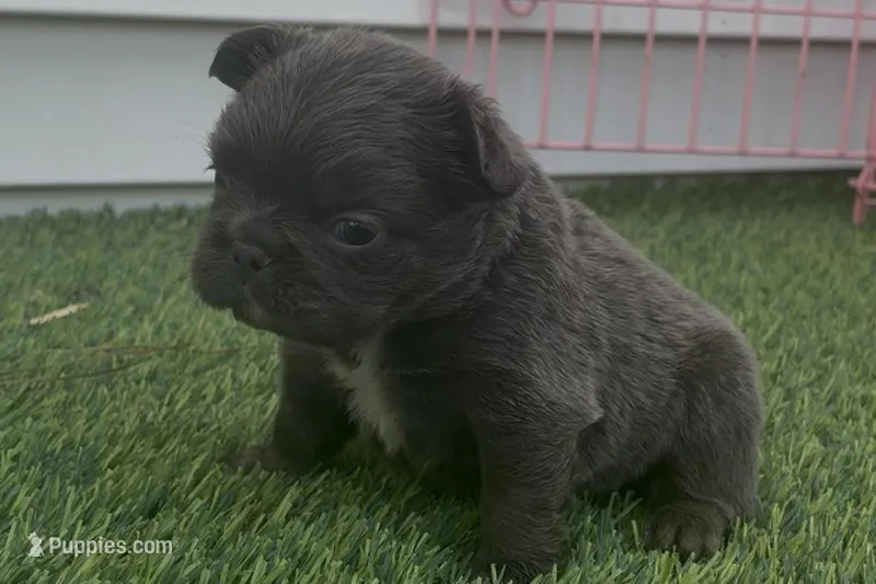 Vegeta – French Bulldog puppy for sale in Virginia Beach, VA
