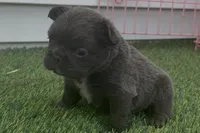 Vegeta, a male French Bulldog for sale in Virginia Beach, VA – Photo 1 of 3