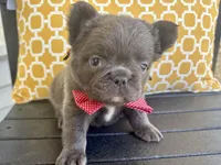 Max, a male French Bulldog for sale in Virginia Beach, VA – Photo 2 of 5