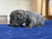 Vegeta, a male French Bulldog for sale in Virginia Beach, VA – Photo 2 of 3