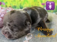 Mai, a female French Bulldog for sale in Virginia Beach, VA – Photo 4 of 4