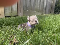 Mai, a female French Bulldog for sale in Virginia Beach, VA – Photo 3 of 4