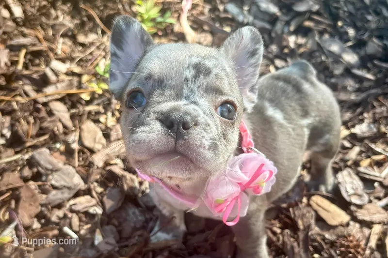 Tri-Merle Girl aka Lucy – French Bulldog puppy for sale in Virginia Beach, VA