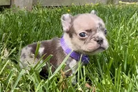 Mai, a female French Bulldog for sale in Virginia Beach, VA – Photo 2 of 4