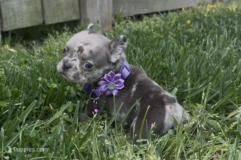 Mai – French Bulldog puppy for sale in Virginia Beach, VA