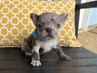 Tri-Merle Girl aka Lucy, a female French Bulldog for sale in Virginia Beach, VA – Photo 1 of 5